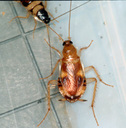 Brown Banded cockroach