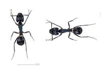 carpenter ants