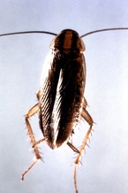 GERMAN COCKROACH