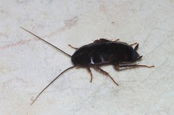 Oriental cockroach