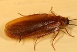 Pennsylvania wood cockroach