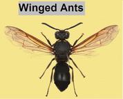 winged ants